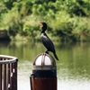 公園の水鳥 (鵜) ②
