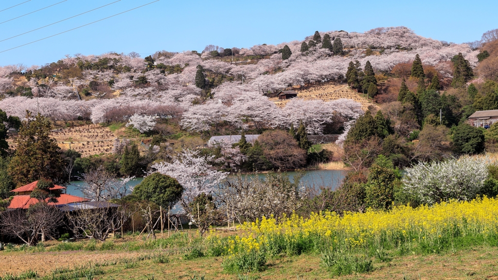 桜の山