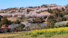 桜の山