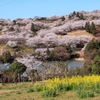 桜の山