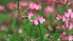 ミツバチとレンゲ草