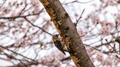 桜の木に穴を空けてます！