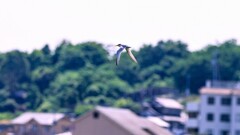 コアジサシ初撮りです！