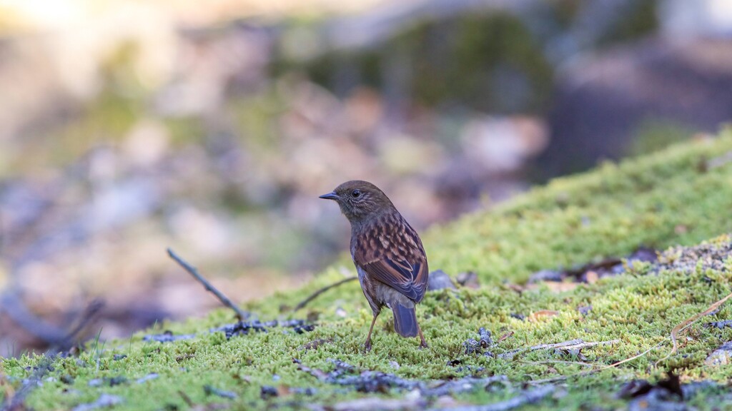 野鳥さん！！