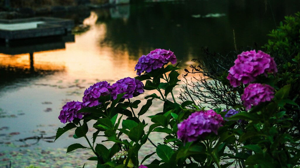 夕方の紫陽花