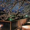 夜の桜