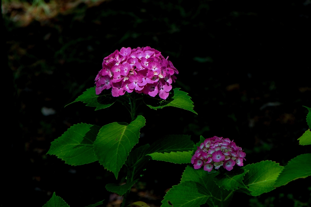 紫陽花！