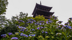 国分寺の額紫陽花
