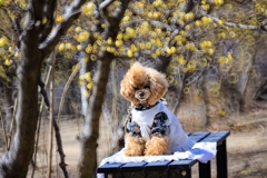 公園で出会った可愛いワンちゃん！