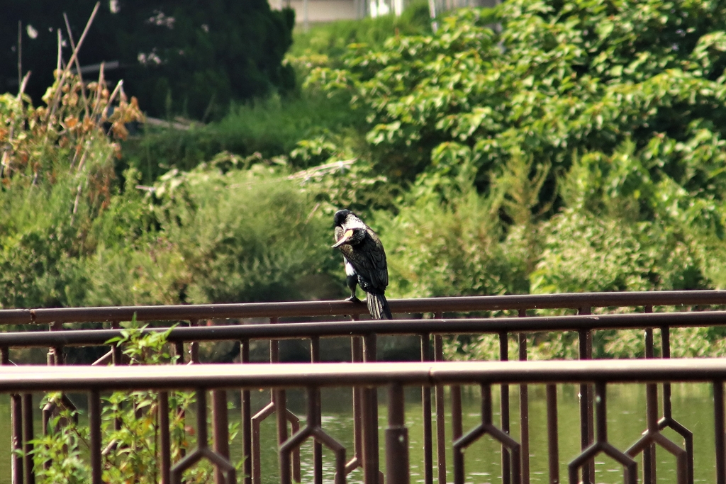 公園の水鳥 (鵜) ③