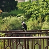 公園の水鳥 (鵜) ③
