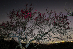紅梅と工場夜景