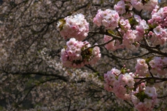 八重桜