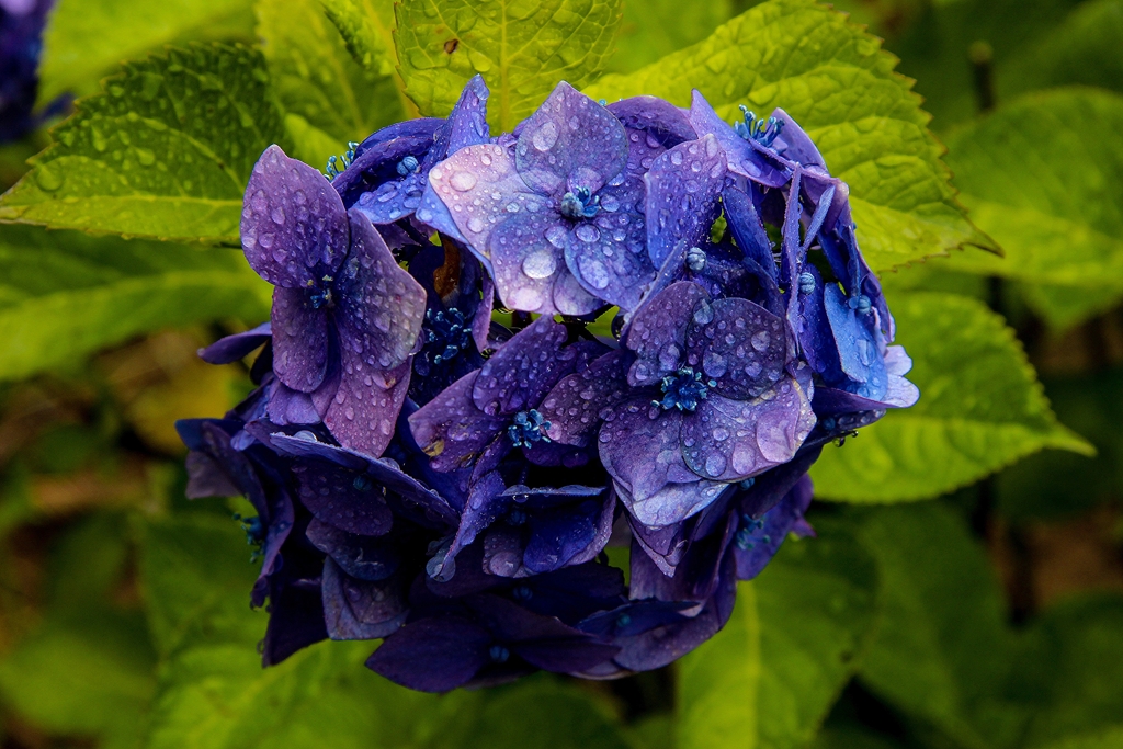 雨上がりの紫陽花