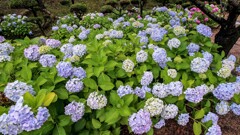公園の紫陽花①