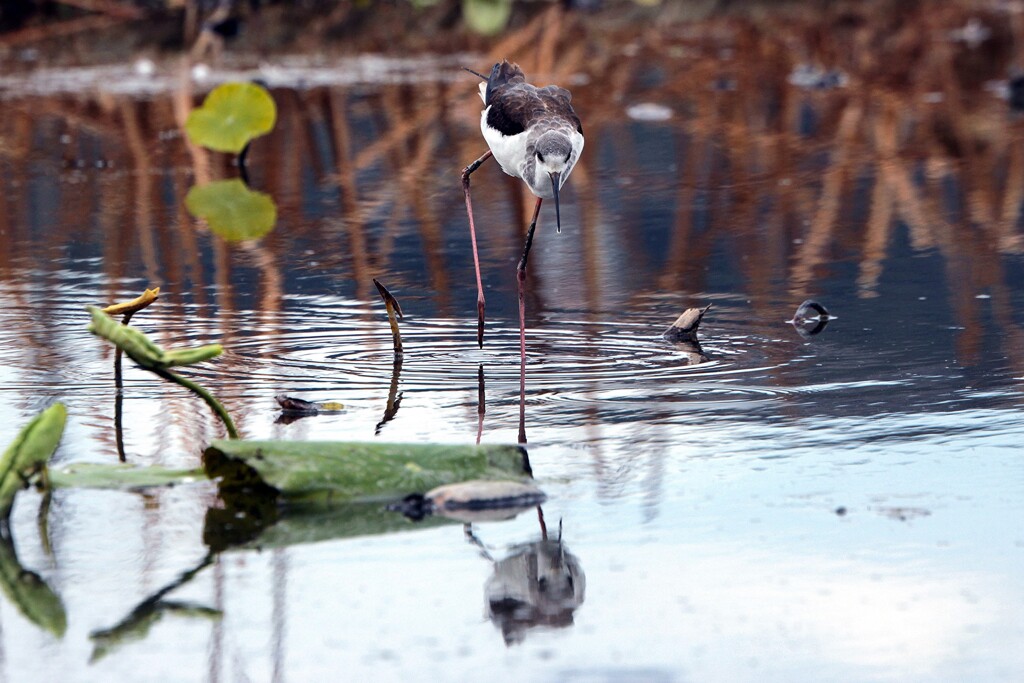 セイタカシギさん！！