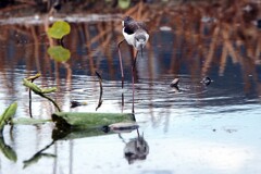 セイタカシギさん！！