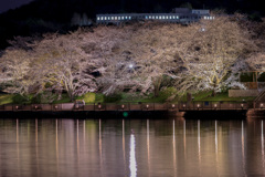 公園の夜桜です！②