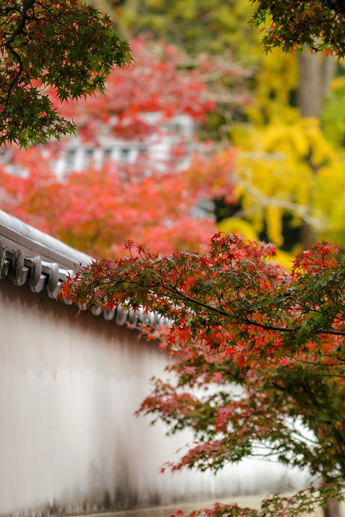 由加山 蓮台寺②