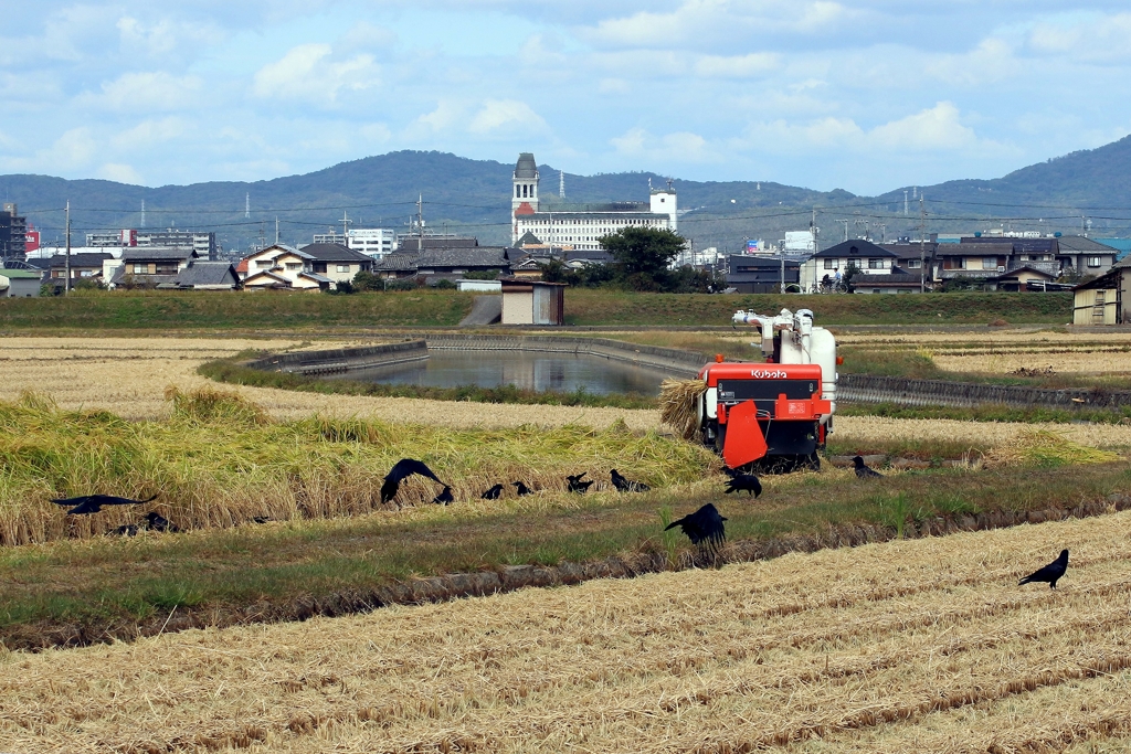 稲刈りの後にカラスさんが････