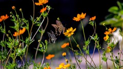 キバナコスモスとアゲハチョウ