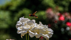 薔薇とスズメバチ