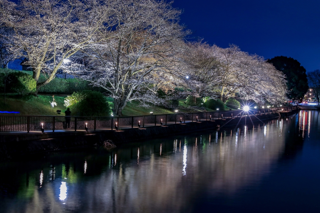 公園の夜桜です！④
