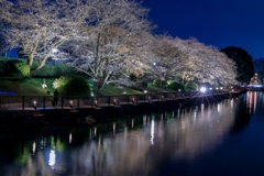 公園の夜桜です！④