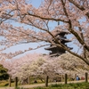 五重塔と桜