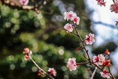 桜の開花