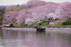 倉敷市酒津公園の桜