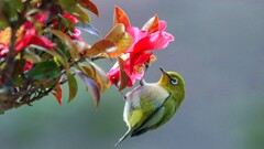 直ぐ近くの山茶花に来たメジロさん！