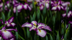 花菖蒲