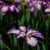 花菖蒲