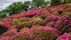 躑躅の山