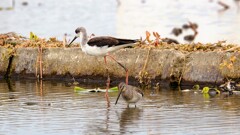 セイタカシギさんとオオハシシギさん