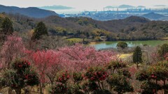 山茶花と梅と工場