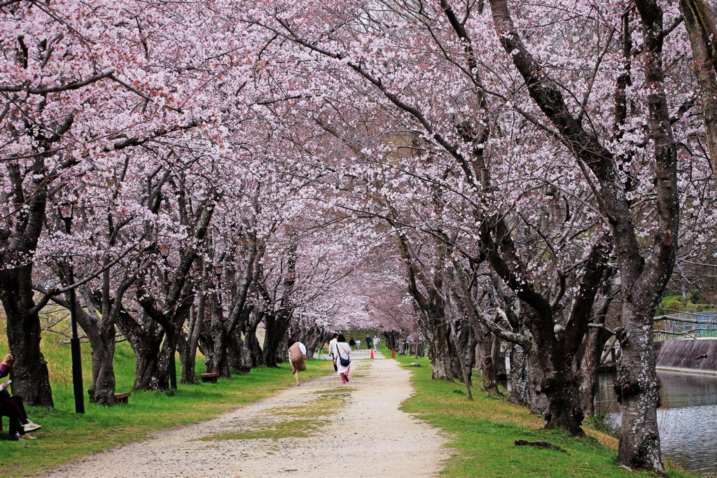 倉敷市酒津公園の桜