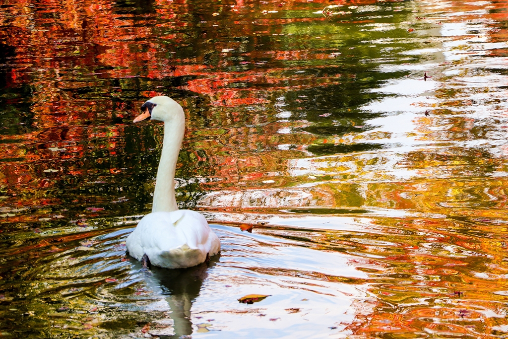 倉敷川のコブハクチョウさん