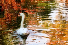 倉敷川のコブハクチョウさん