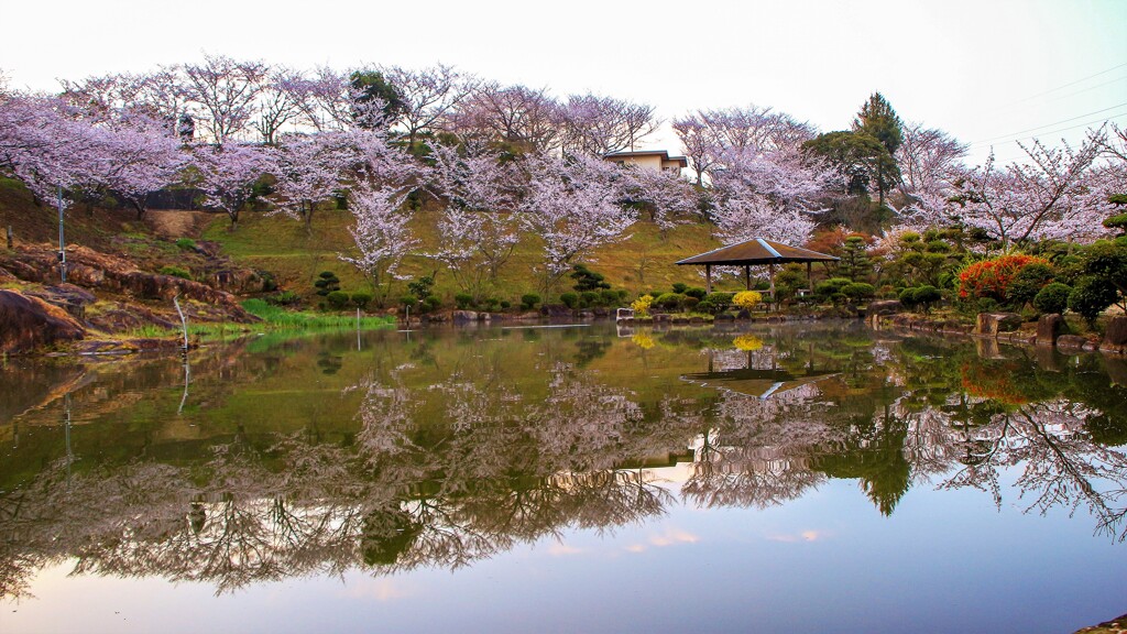 池の桜