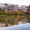 池の桜