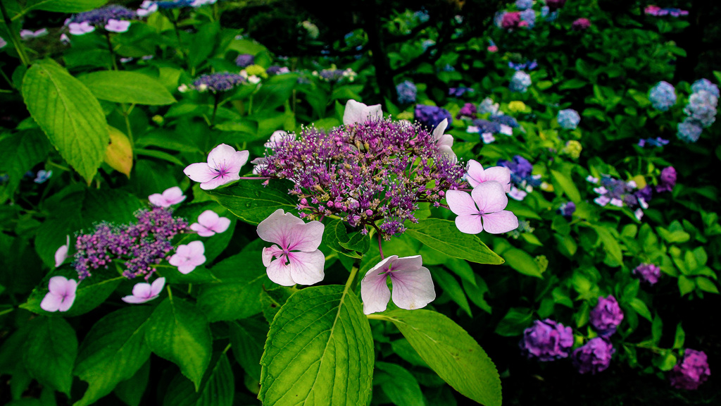 公園の紫陽花②