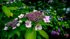 公園の紫陽花②