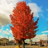色づく街路樹