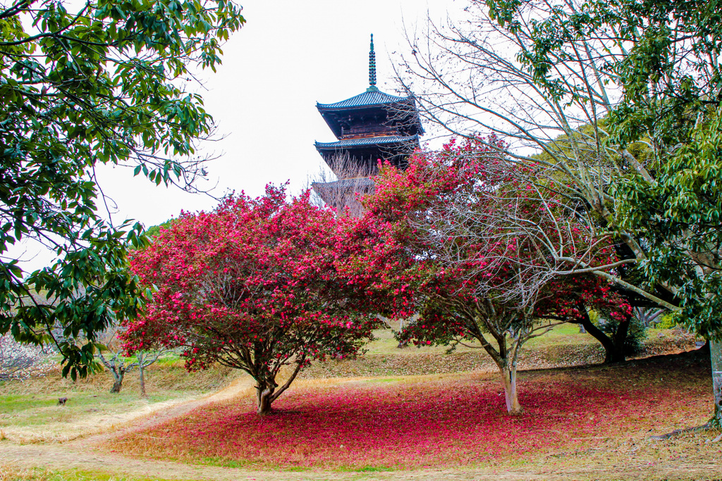 山茶花？と五重塔