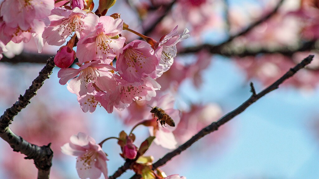 河津桜と蜜蜂