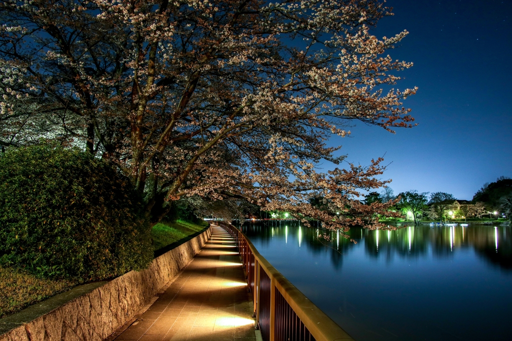 夜の桜