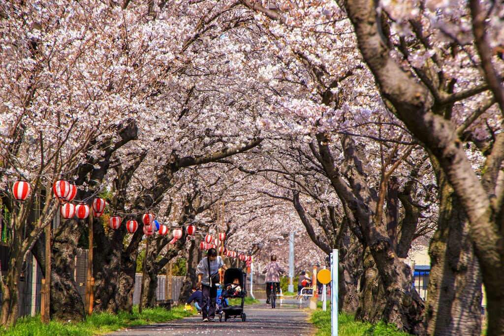 廃線跡の桜並木（昼）