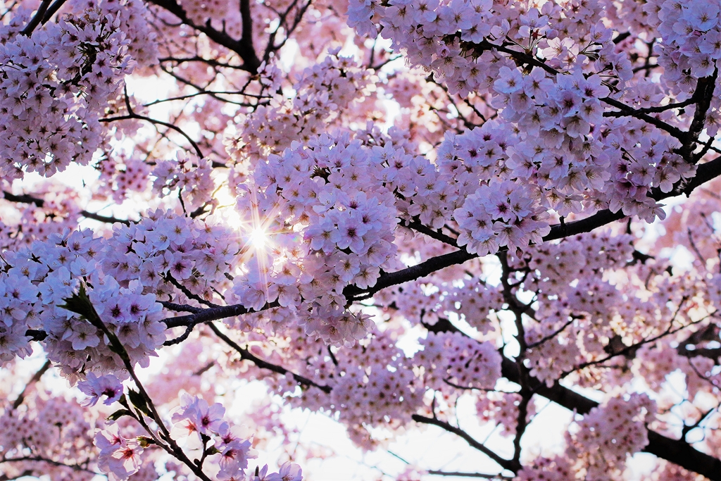 満開の桜